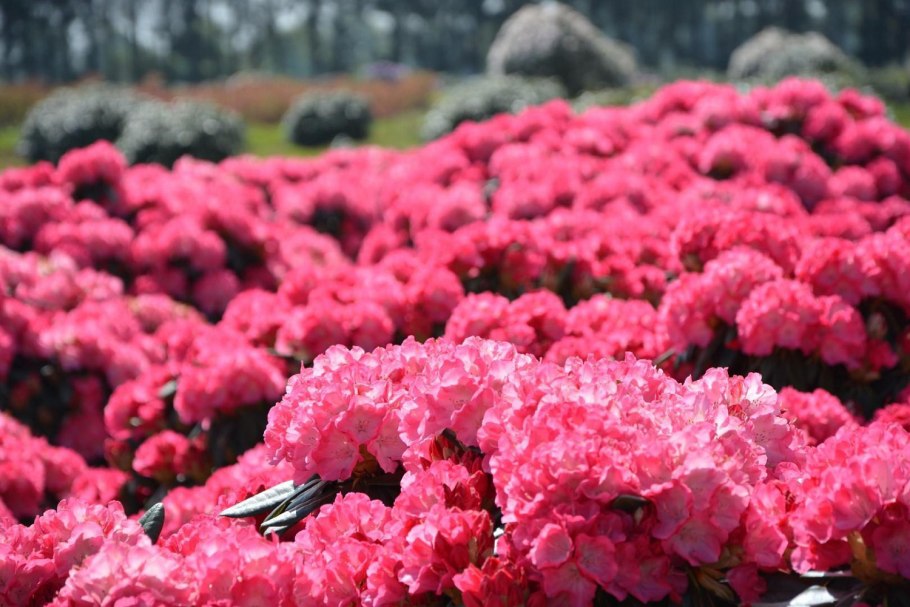 Рододендрон катевбинский Гаага