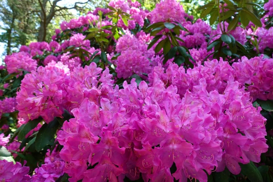 Рододендрон вечнозеленый Гаага