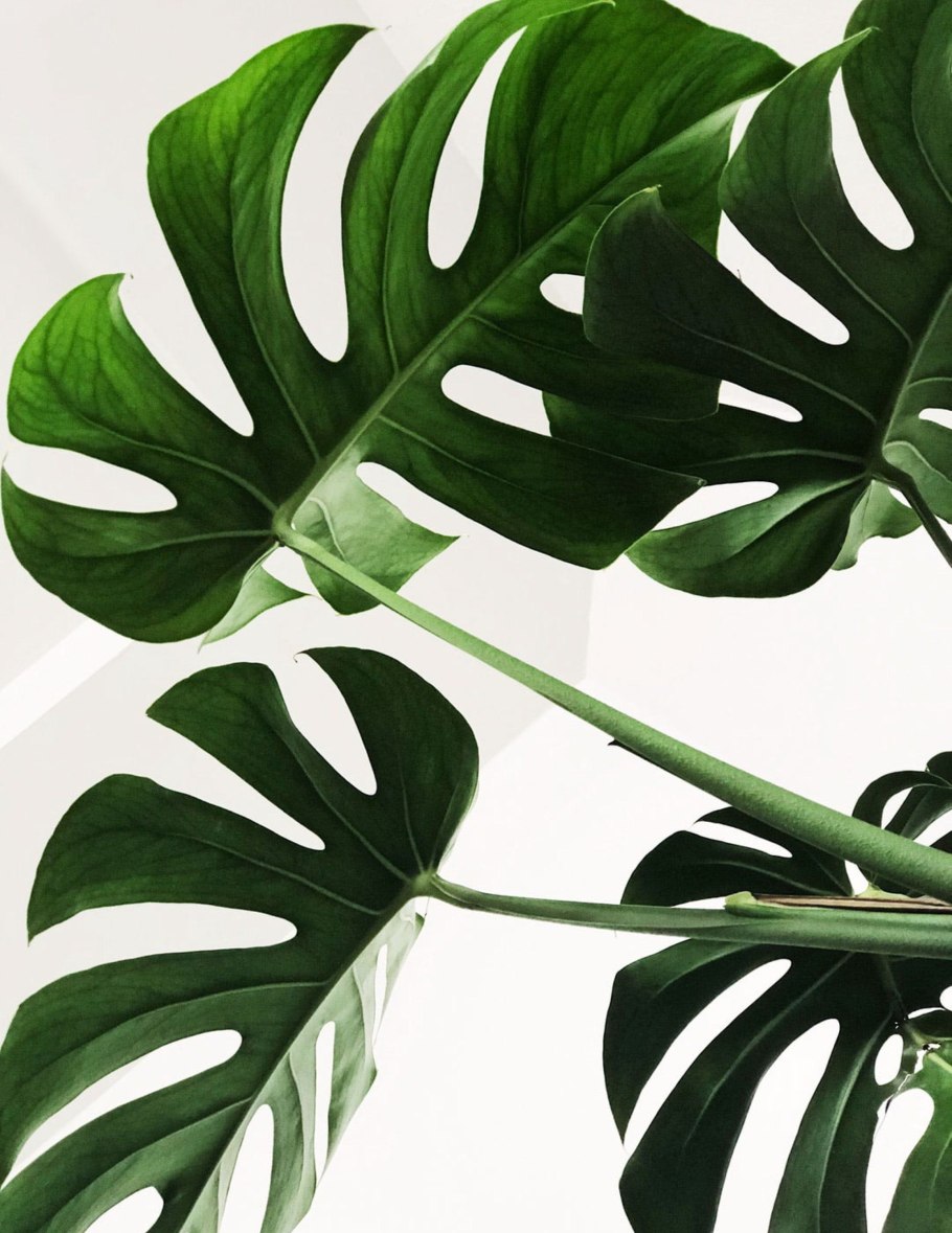 Монстера Альба Делициоза