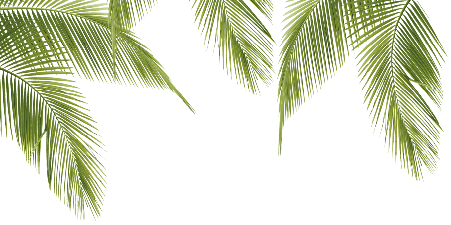 Ветвь пальмы