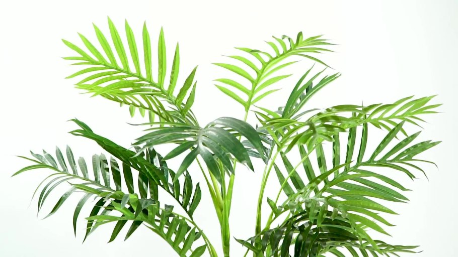 Тропические растения без фона