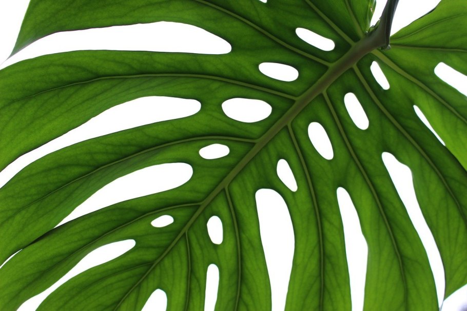 Тропические лист Monstera