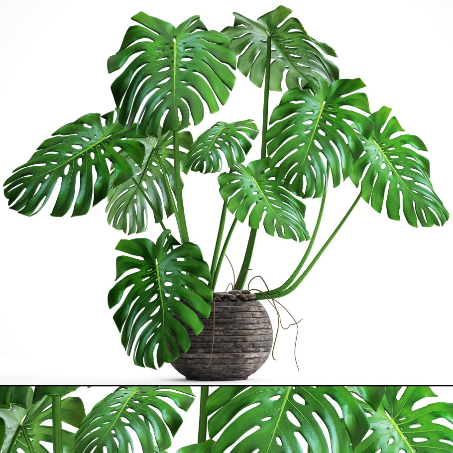 Монстера Делициоза (Monstera deliciosa)