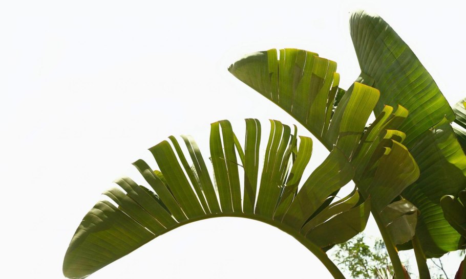 Тропические листья на белом фоне