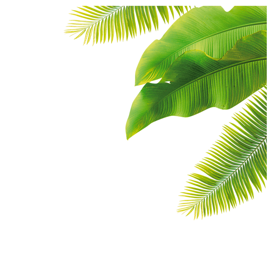 Листья пальмы клипарт