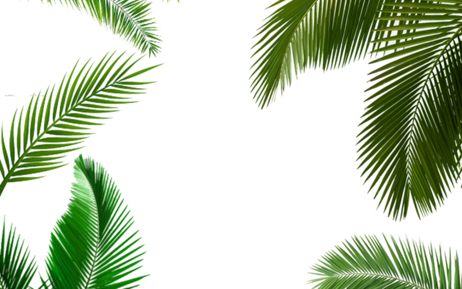 Листья пальмы на белом фоне