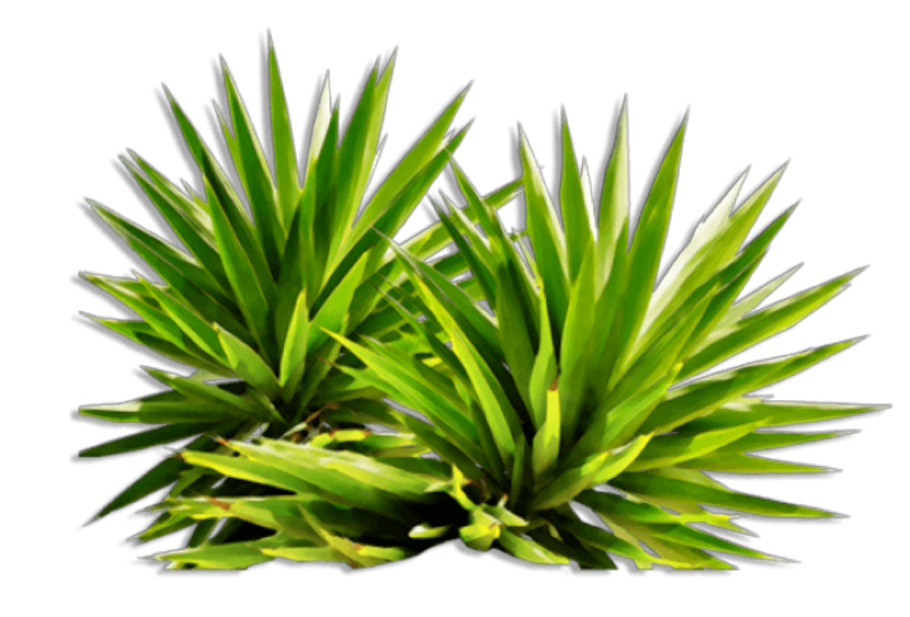 Тропические кусты