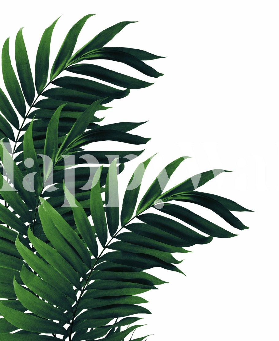Тропические листья на белом фоне