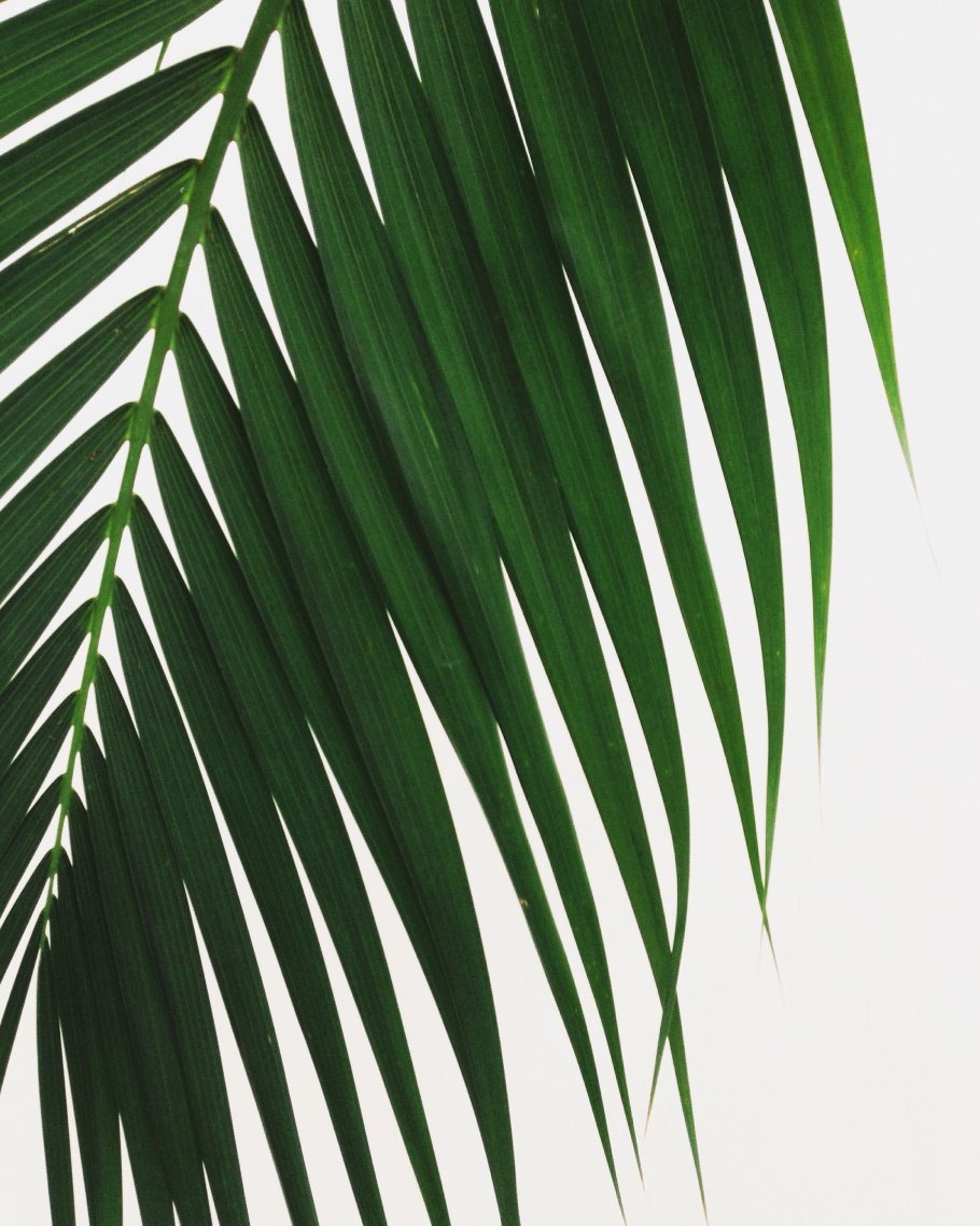 Зеленые тропические листья