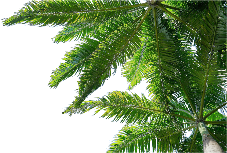 Ветка пальмы на прозрачном фоне