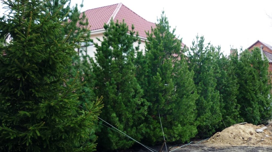 Сосна Кедровая крупномер