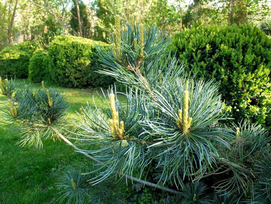 Сосна обыкновенная glauca