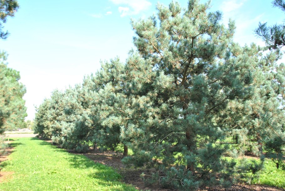 Сосна Pinus Sylvestris