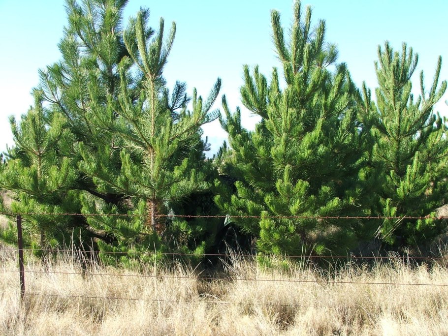 Сосна пушистая Живая