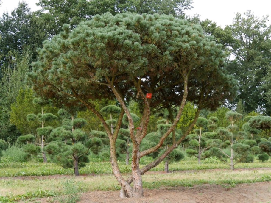 Пинус Сильвестрис Ватерери