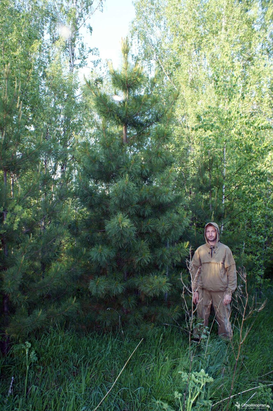 Крупномер кедр Сибирский