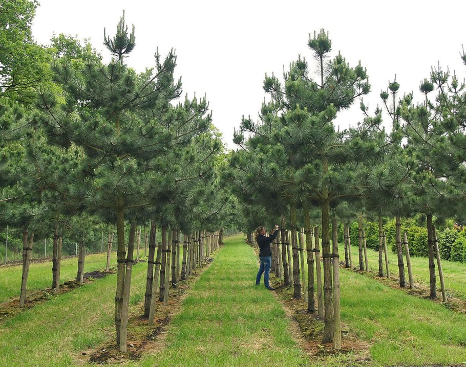 Сосна обыкновенная на штамбе
