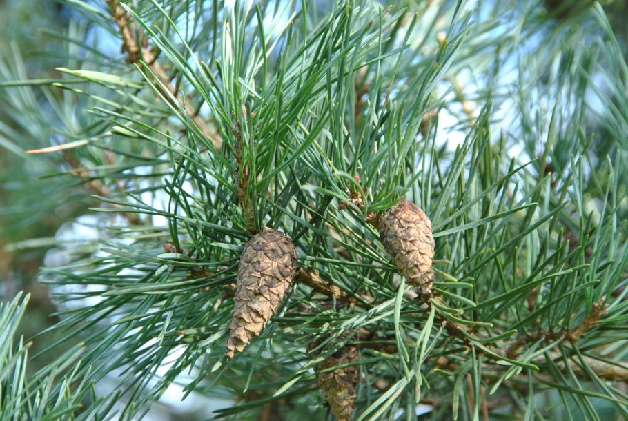 Pinus Sylvestris сосна Лесная