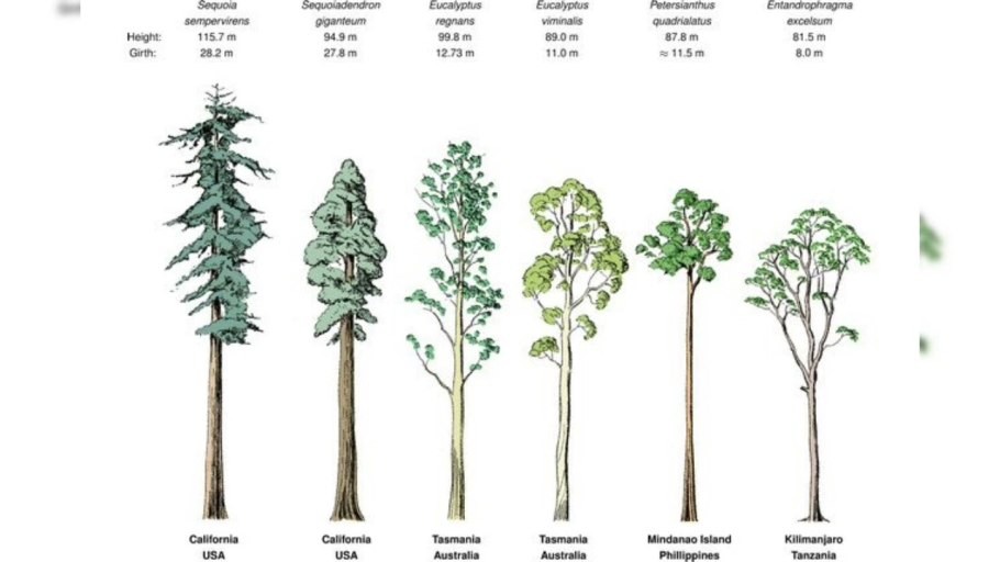 Максимальная высота деревьев