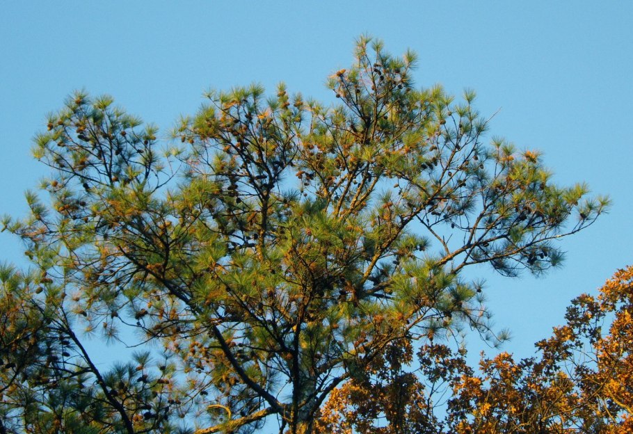 Дерево штата Арканзас - сосна ладанная (Pinus Taeda)