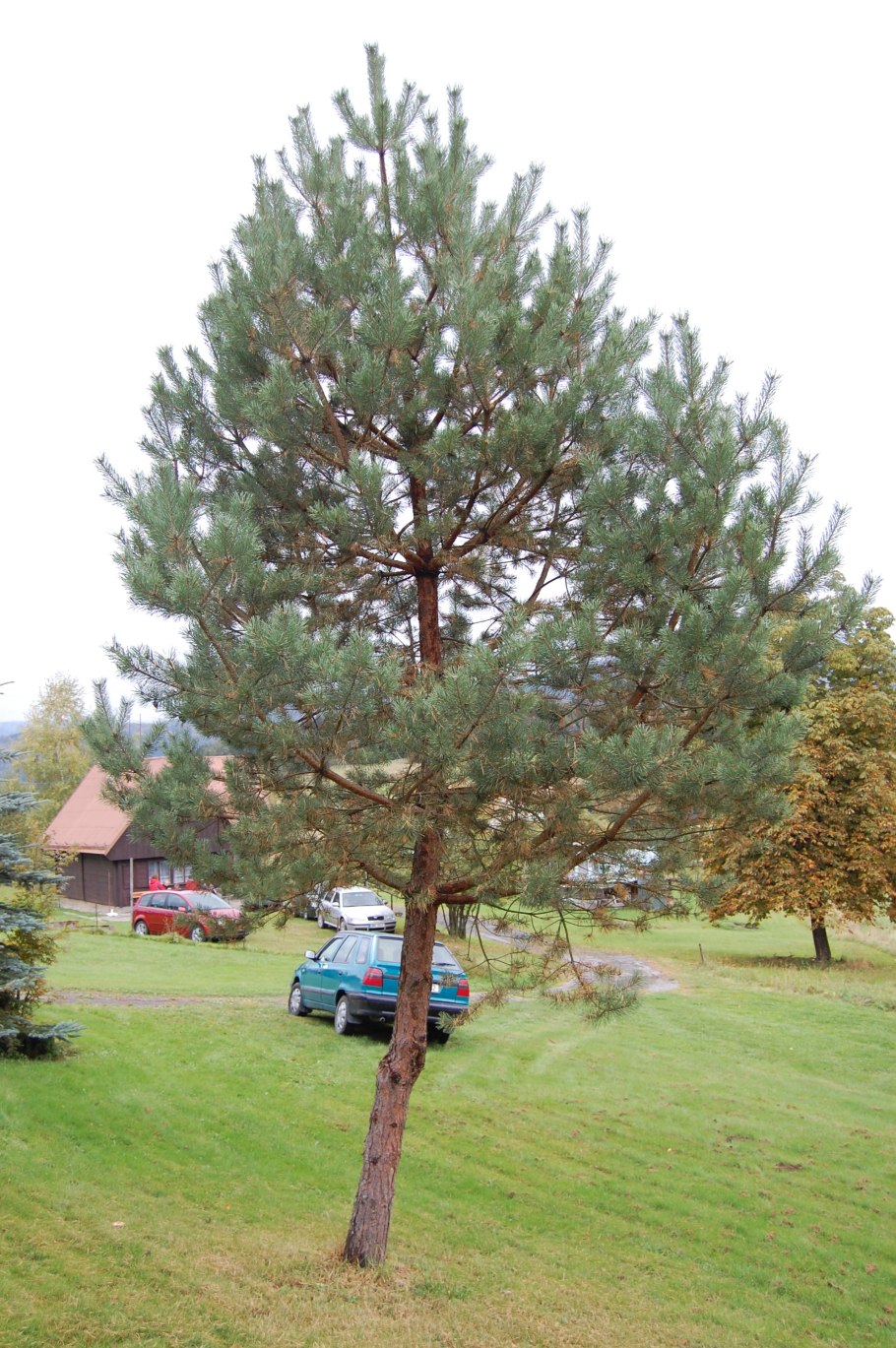 Сосна обыкновенная (Pinus Sylvestris) Dyrehave