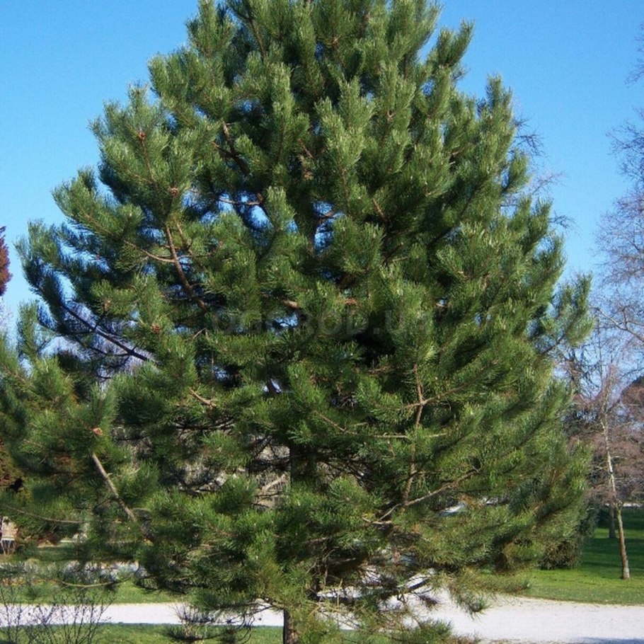 Сосна Pinus nigra