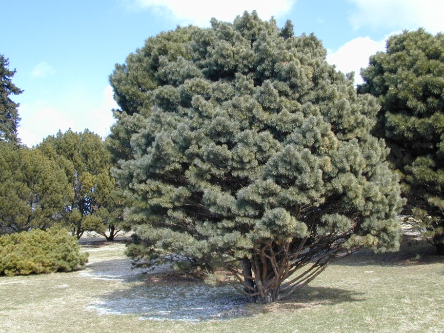 Pinus Sylvestris (сосна обыкновенная) "Watereri"