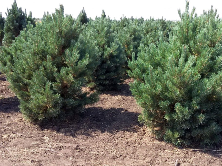 Сосна обыкновенная Ватерери