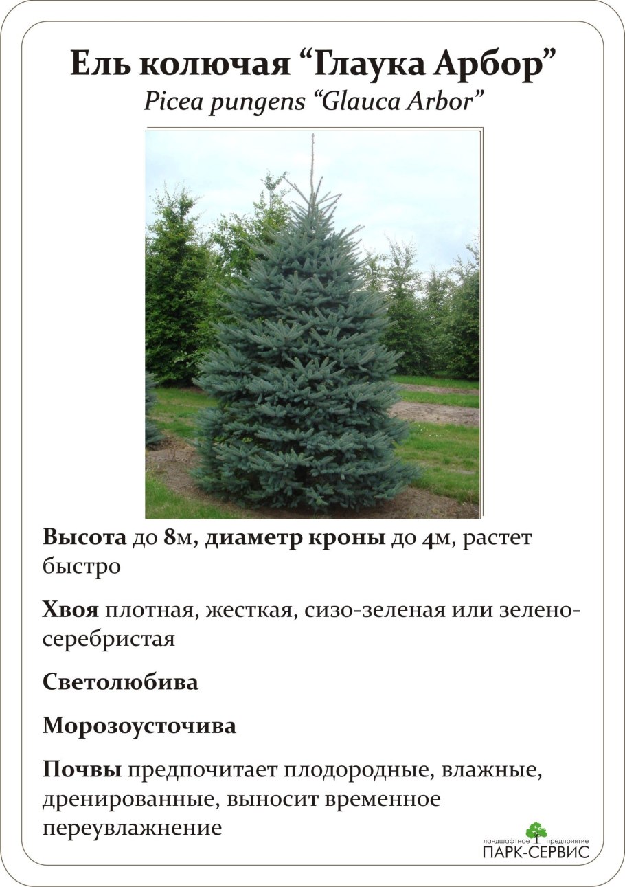 Ель колючая диаметр кроны