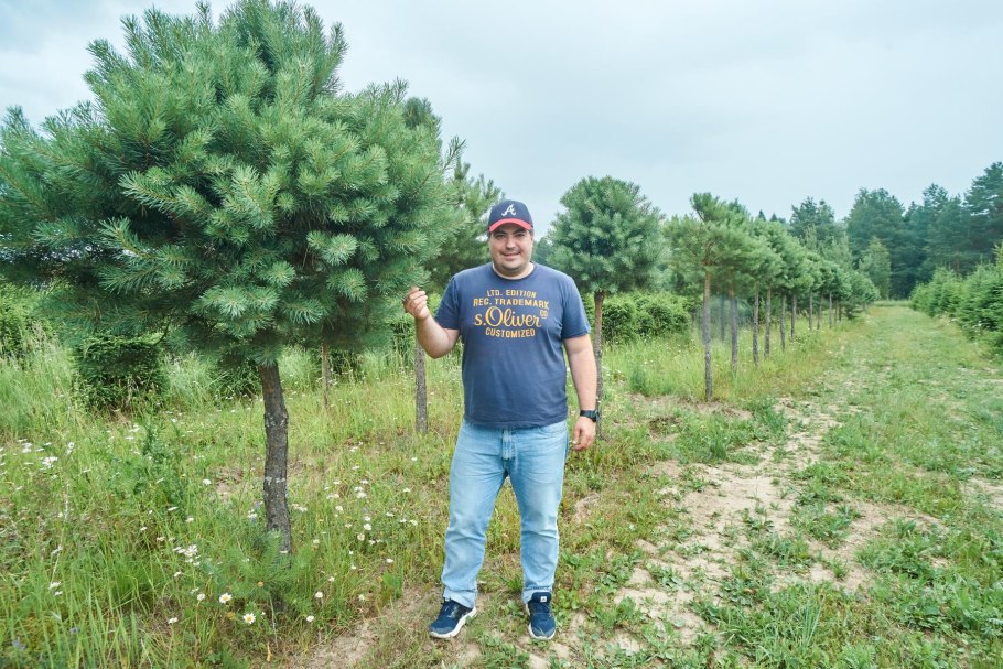 Сосна Лесная формировка