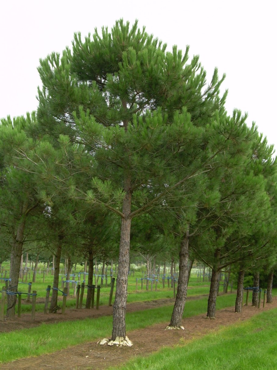Сосна Пиния Pinus pinea штамб