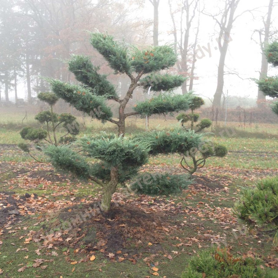 Кедровая сосна ниваки