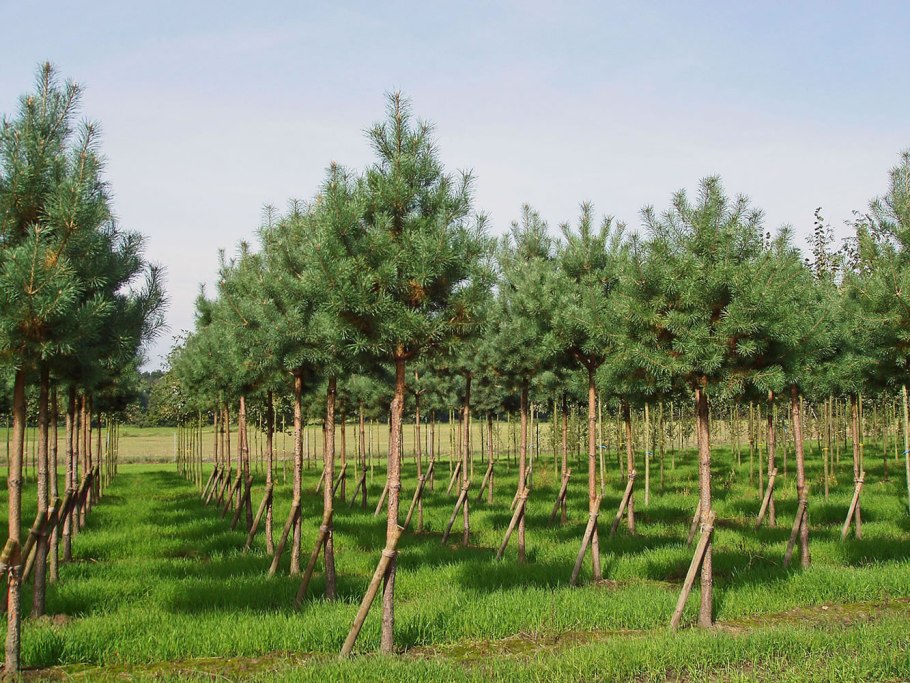 Сосна обыкновенная питомник