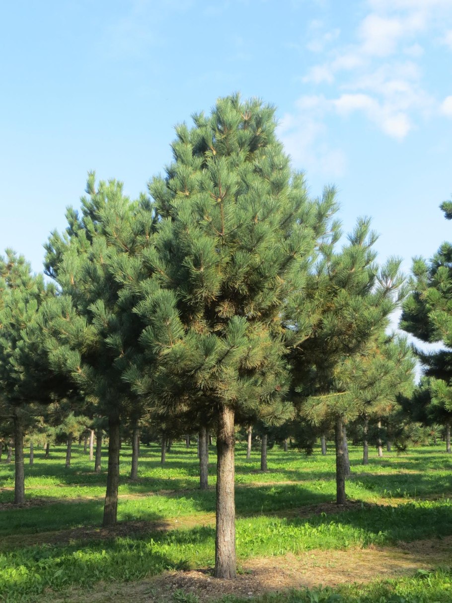 Сосна черная Австрийская