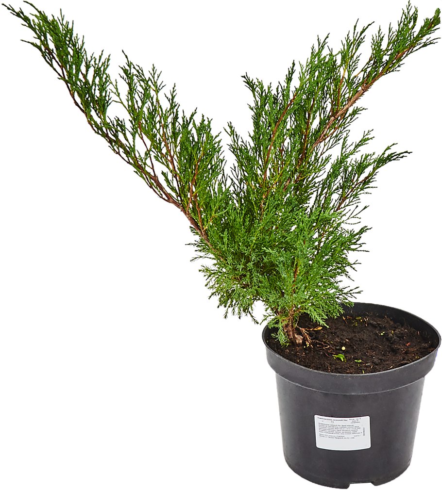 Можжевельник казацкий мас