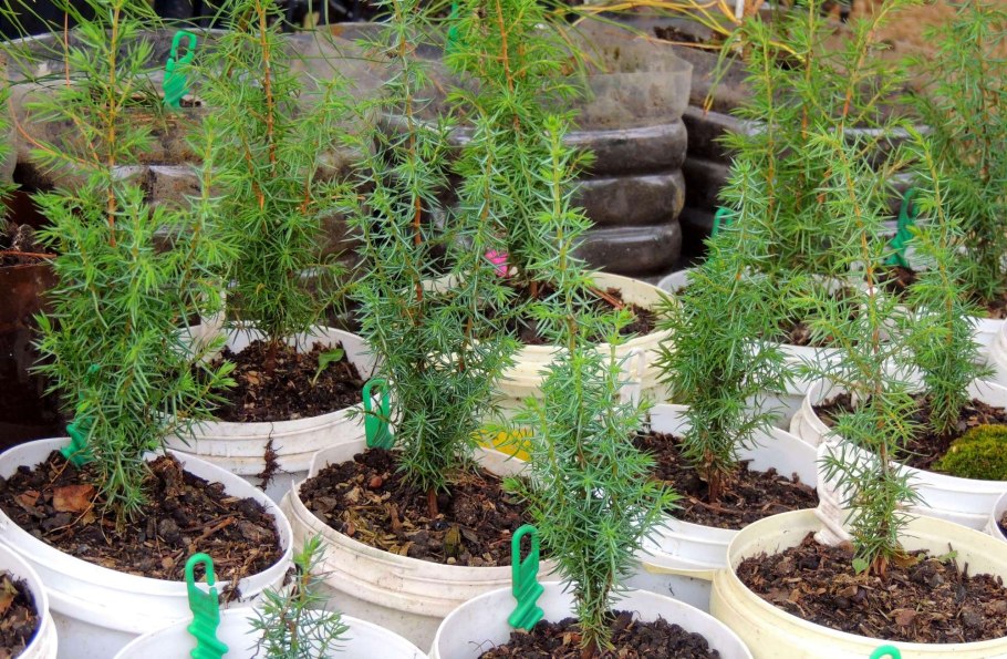 Росток можжевельника