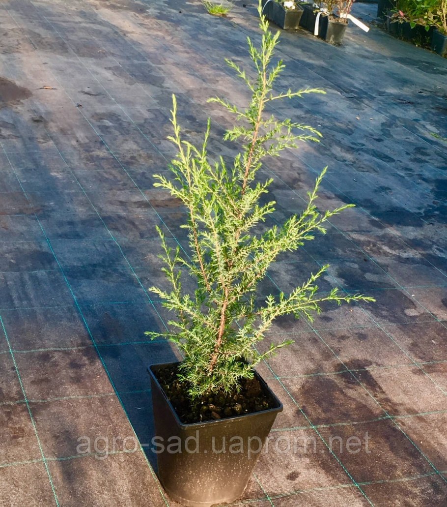 Можжевельник Скайрокет