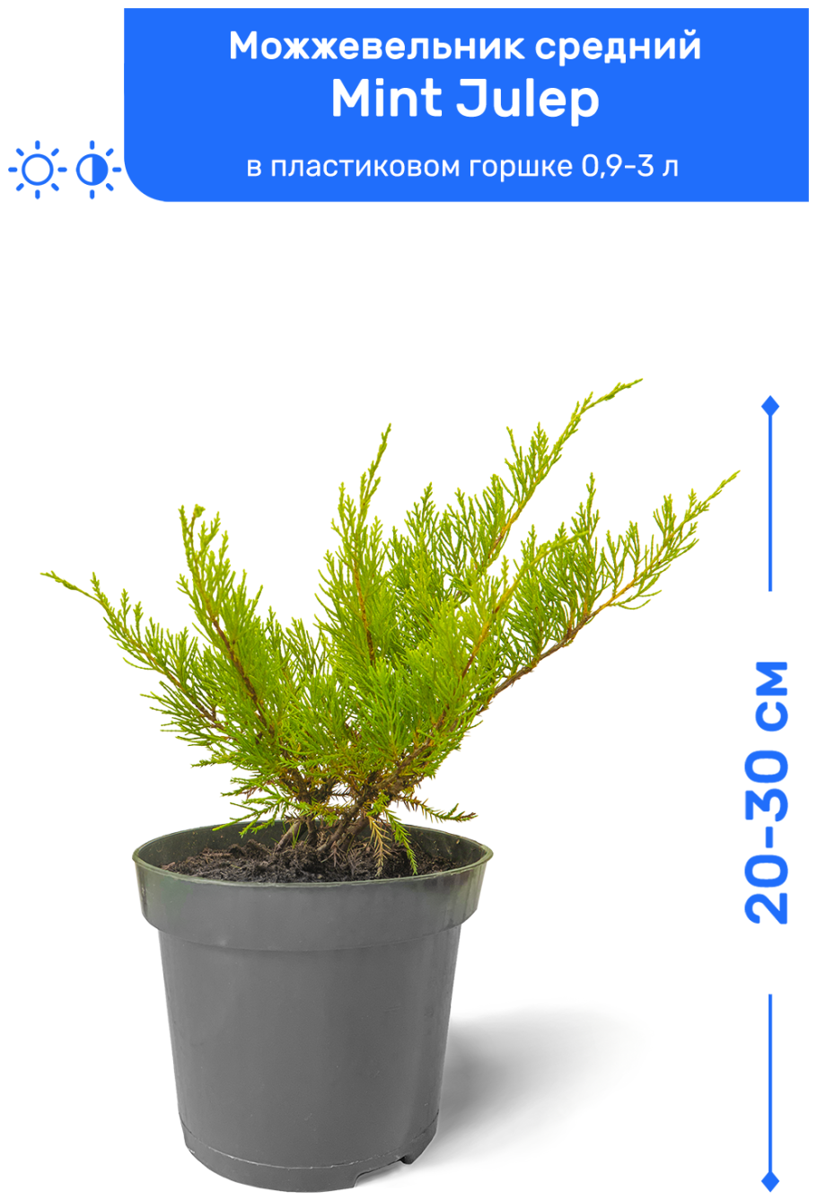 Мульчирование туи Смарагд