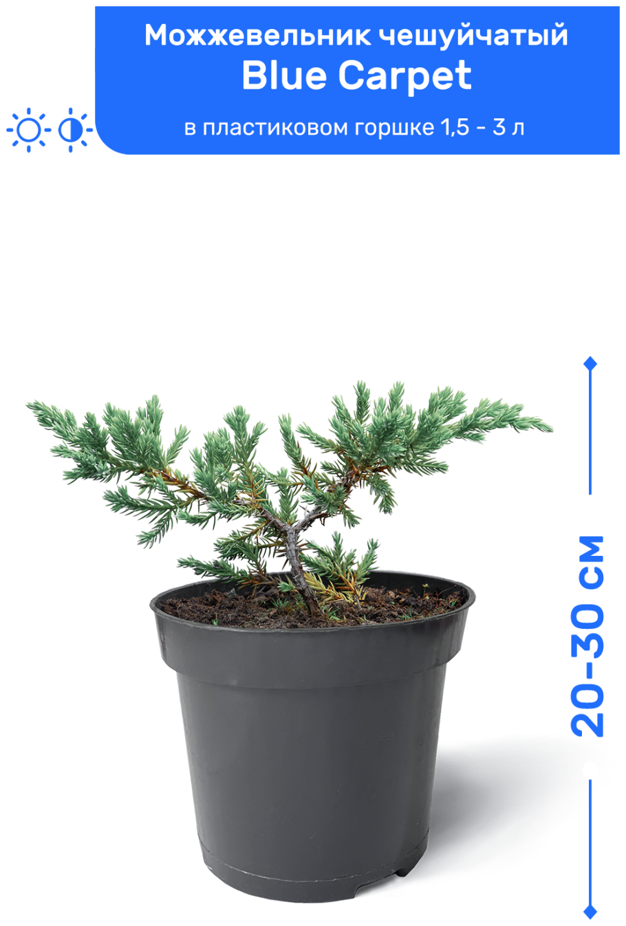 Дубок декоративный