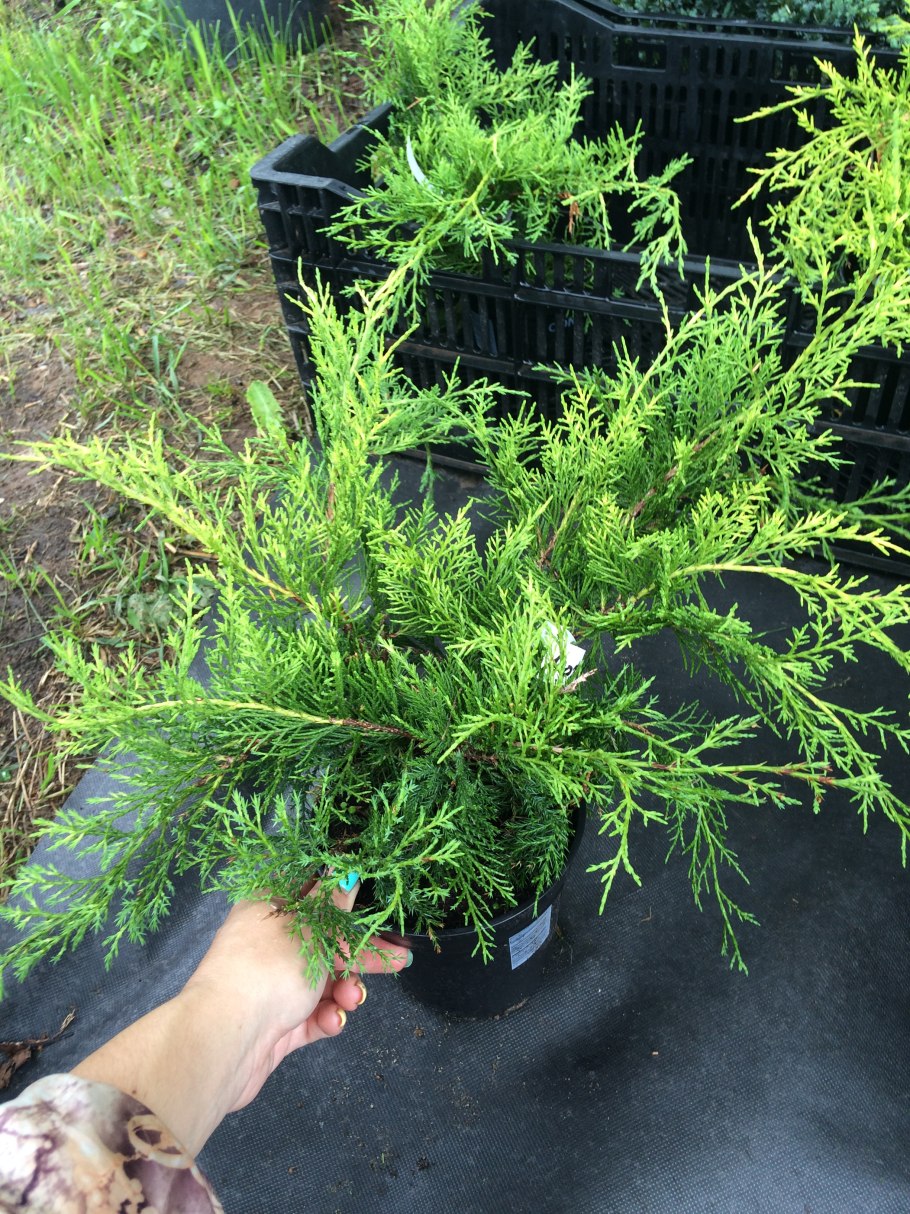 Туя минт джулеп