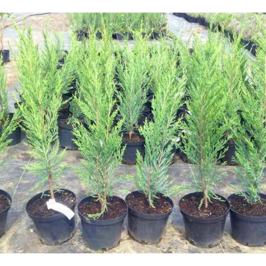 Рассада Кипарис туя