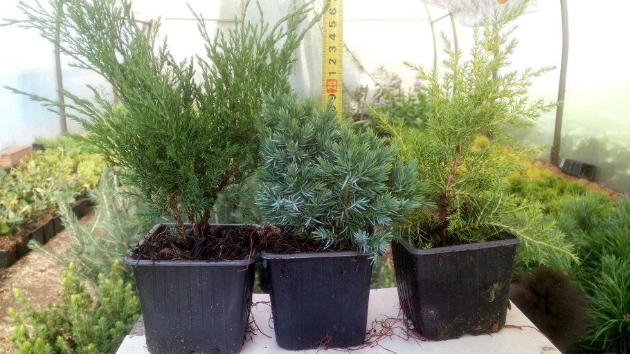 Можжевельник казацкий glauca