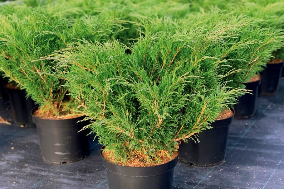 Можжевеловые рассады