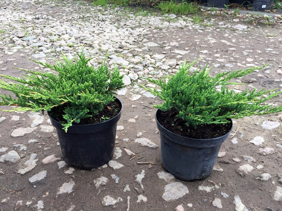Можжевельник казацкий arсadiaв горшке