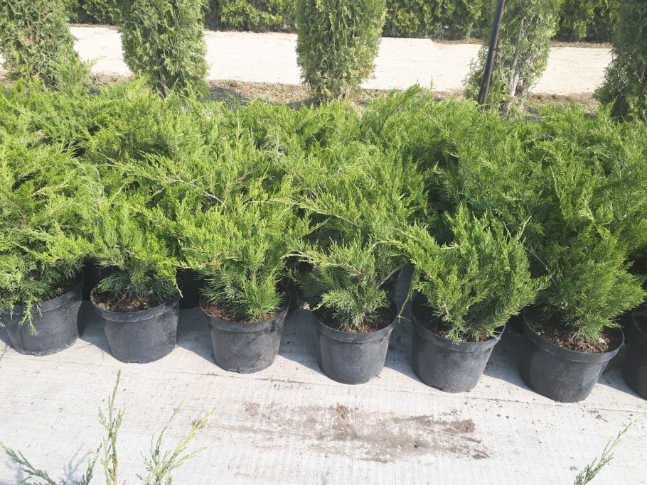 Можжевельник китайский минт джулеп