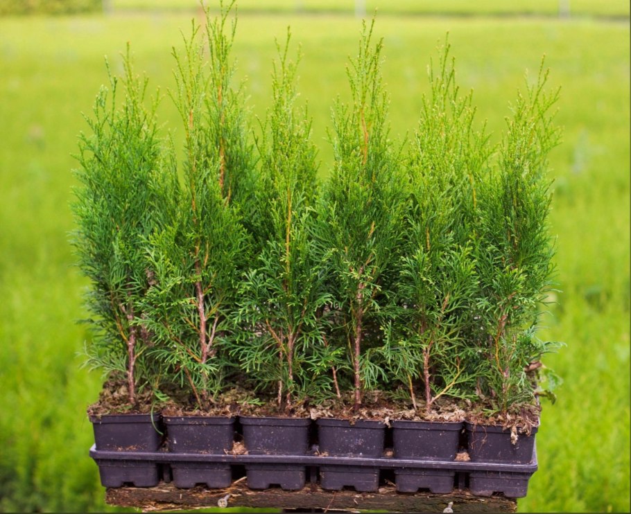 Черенки туи Смарагд