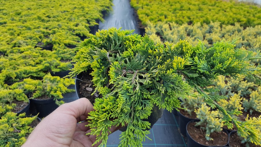 Можжевельник Блю Эрроу саженцы