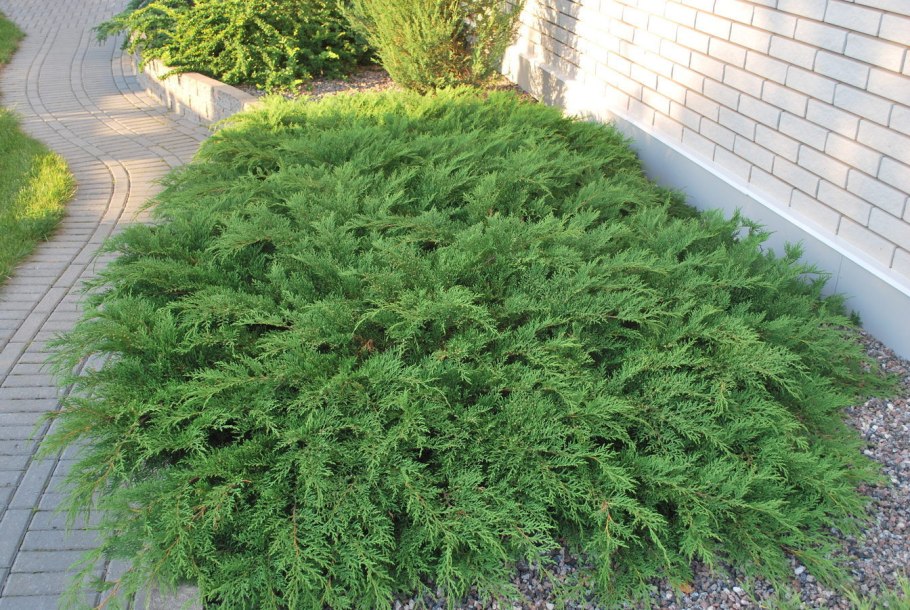 Можжевельник обыкновенный (сорт 'Sentinel')