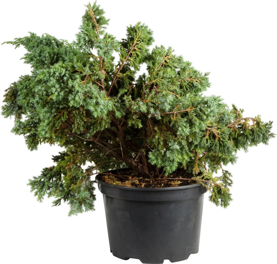 Черенки туи Смарагд