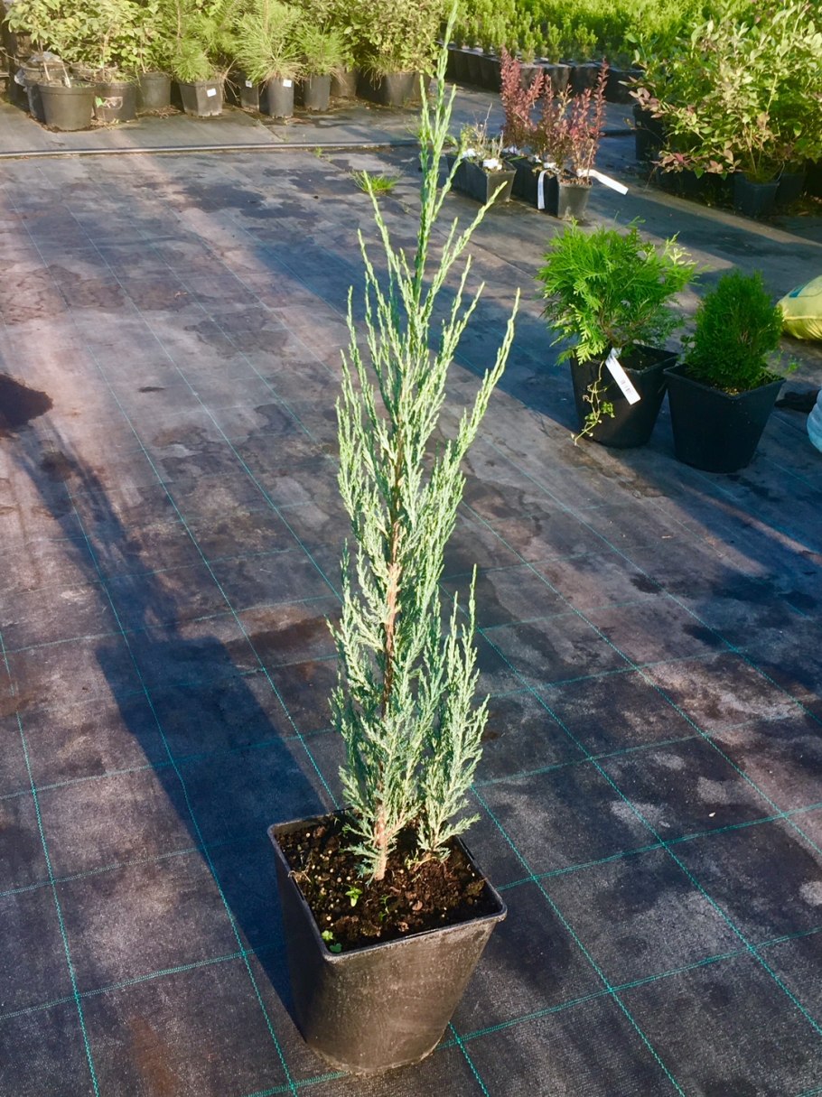 Можжевельник обыкновенный всход